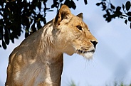 African Lion