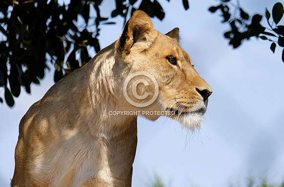 African Lion
