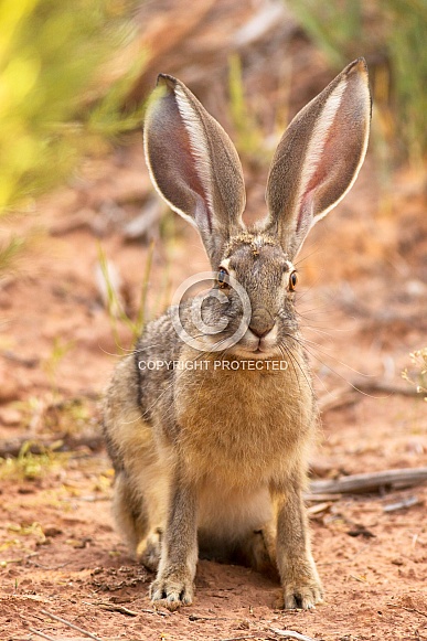 Jackrabbit