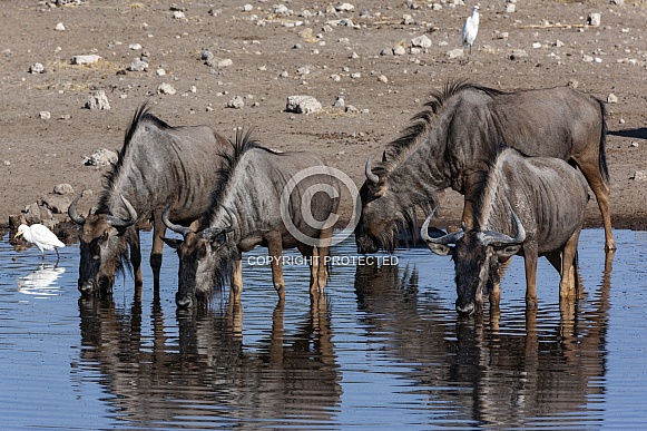 Blue Wildebeest - Namibia