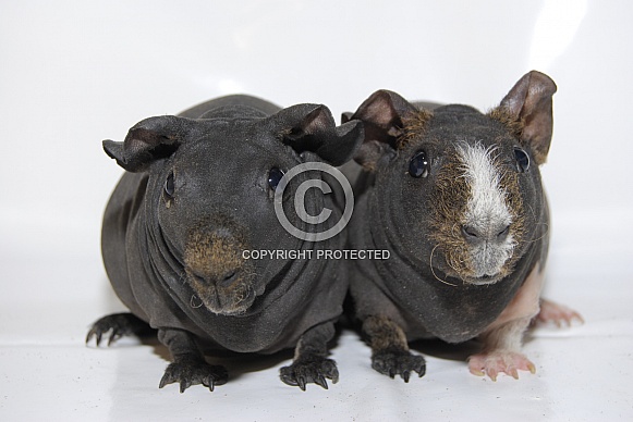 Guinea Pigs - 'Skinny Pigs' - 'Skinnies' Guinea Pigs - 'Skinny Pigs' - 'Skinnies'