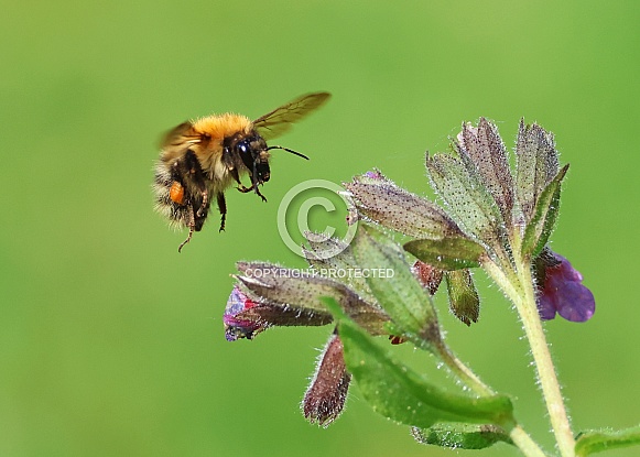 Common Carder Bee