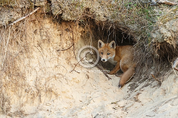 Red fox cubs Red fox cubs