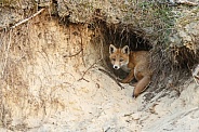 Red fox cubs