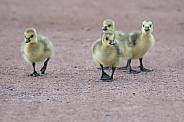 Canada Goose Chicks