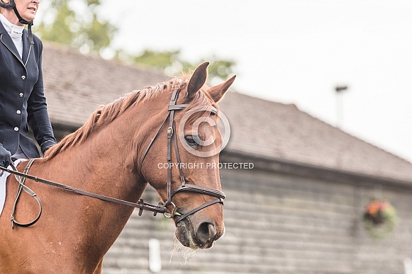 Chestnut Horse Chestnut Horse
