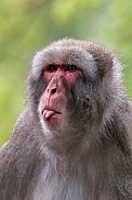 Japanese macaque (Macaca Fuscata)