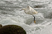 Snowy White Egret