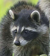 Raccoons
