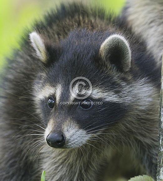 Raccoons