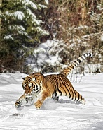Siberian Tiger-Attacking Tiger