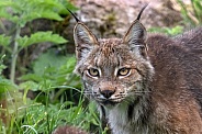 Canada Lynx Close Up Face Shot