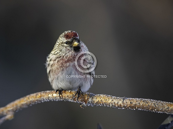 Male Common Redpoll