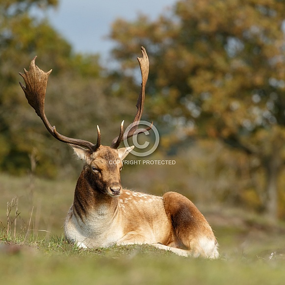 Fallow deer