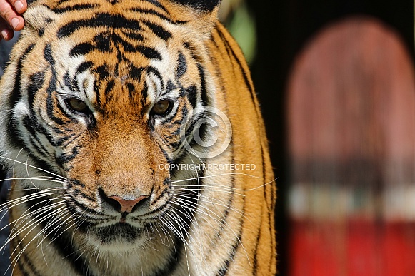 White Tiger