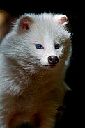 White Raccoon Dog