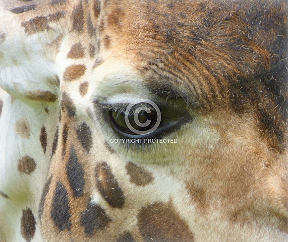 Giraffe close up