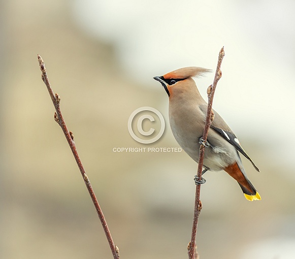 Bohemian waxwing Bohemian waxwing