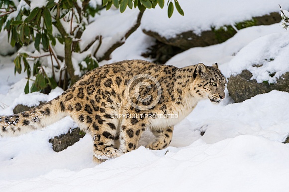 Snow Leopard in the Snow