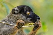 Brown Lemur