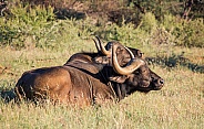African Buffalos Lying Down
