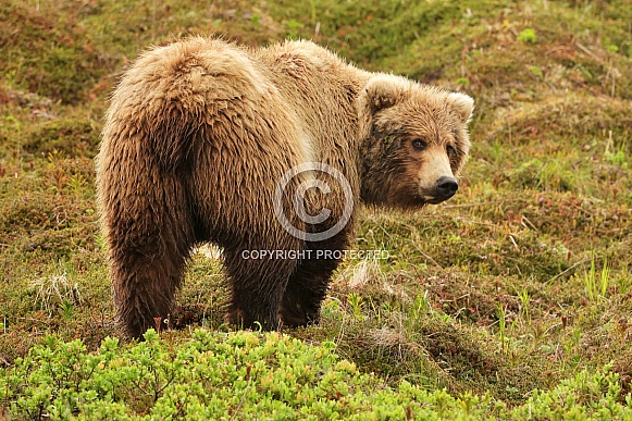 Brown Bear Brown Bear