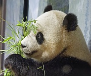 Giant Panda