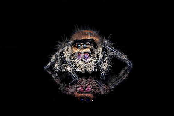 Jumping Spider Jumping Spider