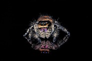 Jumping Spider