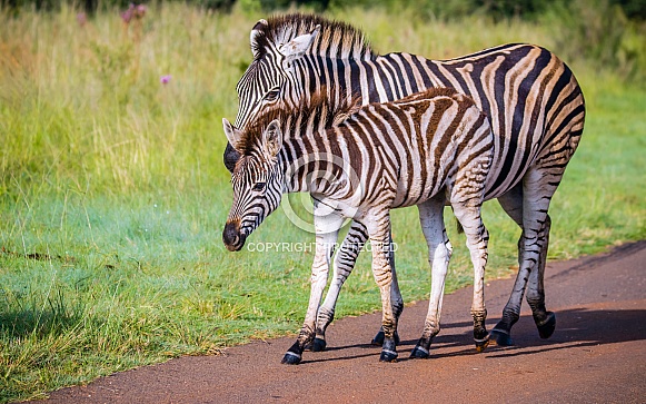 Zebras