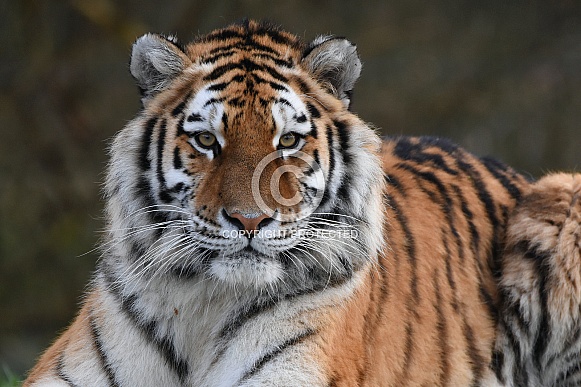 Siberian Tiger Siberian Tiger