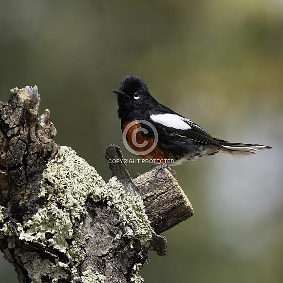 A Painted Redstart in Arizona