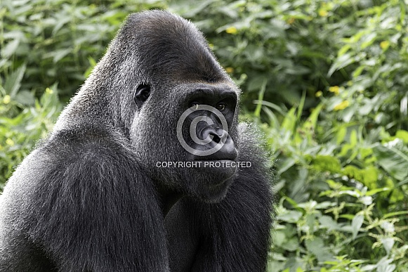 Western Lowland Gorilla Looking Serious Western Lowland Gorilla Looking Serious