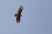 Red tailed hawk, Buteo jamaicensis