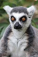 Ring-Tailed Lemur (lemur catta)