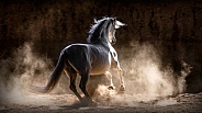 Andalusian Horse--Andalusian Switching Gears