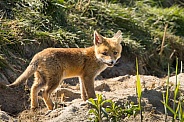 Red fox cub/cubs in nature