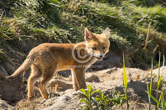 Red fox cub/cubs in nature