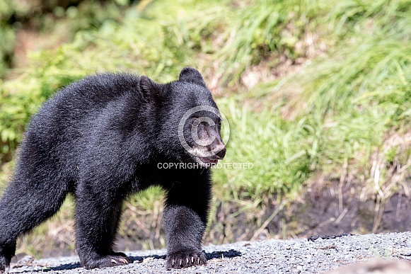 Black Bear Cub (wild)