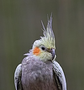 Cockatiel