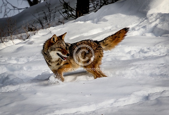 Coyote in winter snow