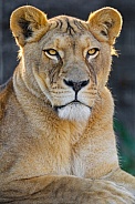 Pretty lioness