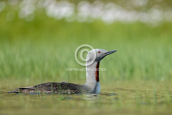 The red-throated loon (North America) or red-throated diver (Britain and Ireland)