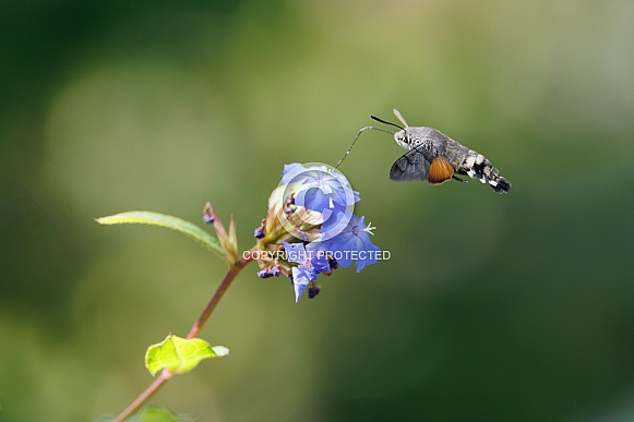 Hummingbird Hawk-moth (Macroglossum stellatarum) Hummingbird Hawk-moth (Macroglossum stellatarum)