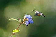 Hummingbird Hawk-moth (Macroglossum stellatarum)