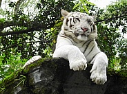 White Tiger