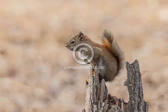 An American red squirrel in Alaska An American red squirrel in Alaska