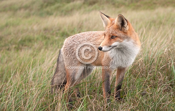 Red fox