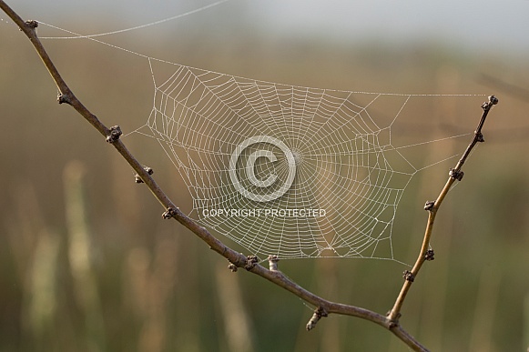 Spider web with morning dew.