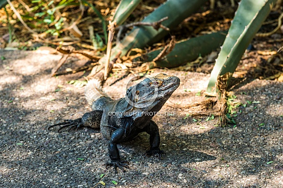 Lizard in the desert